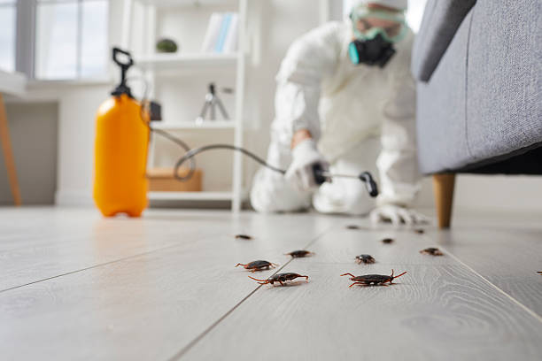 Commercial Kitchen Cockroach Control in San Francisco